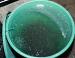 Livebait