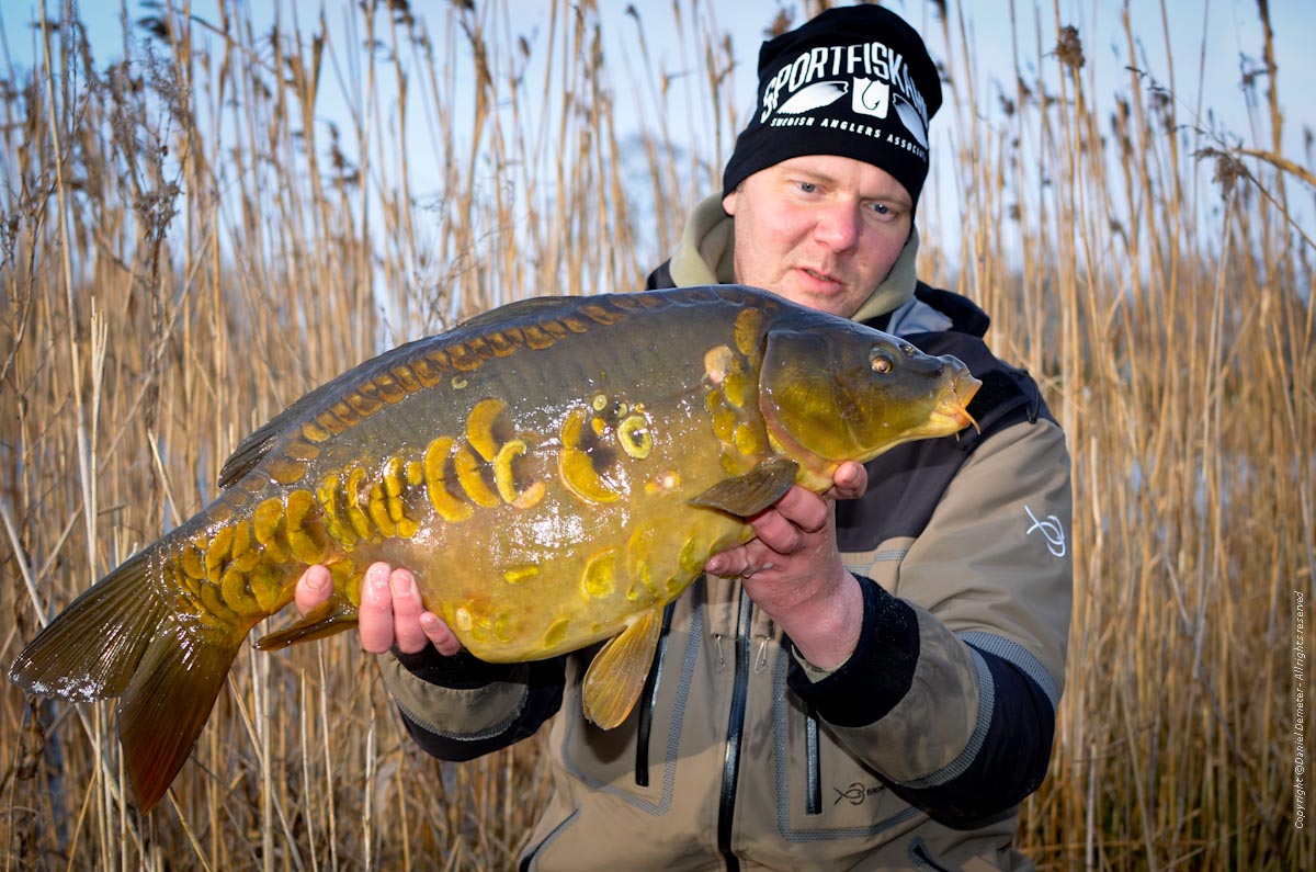 Spegelkarp 6kg