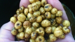 tigernuts